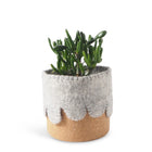 Aveva Design Cork Flower Pot