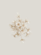 Anna Church - Suspended Animation 2