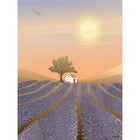 Lavender Field - Greeting Card