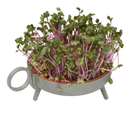 Sprouting Planter By Harm en Elke